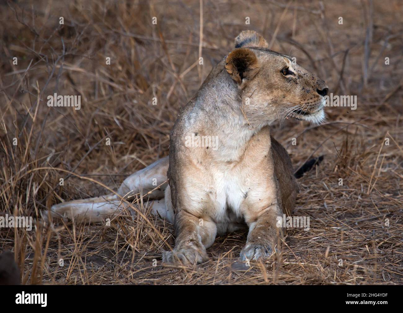 Lioness regardant loin, province de la côte, parc national de Tsavo West, Kenya Banque D'Images
