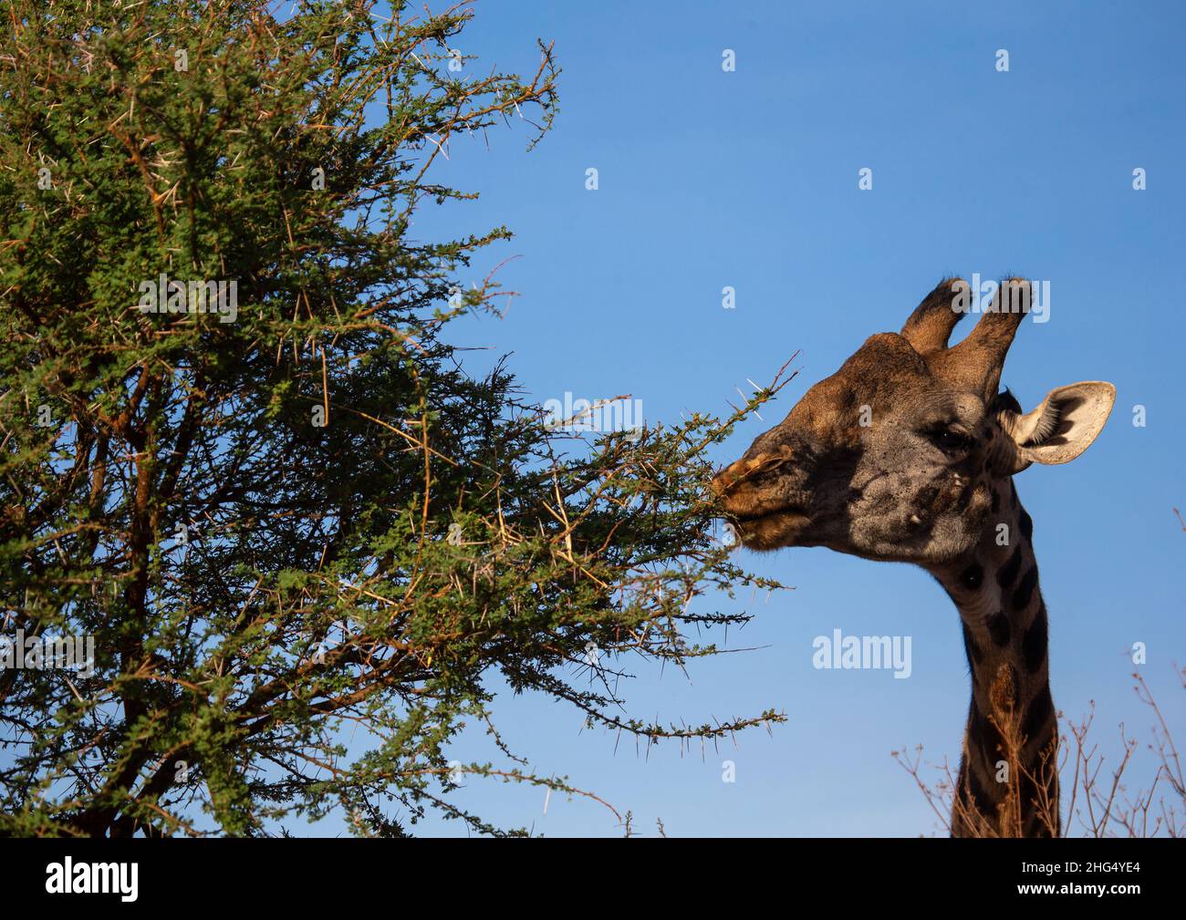 Girafe mangeant arbre, province de la Côte, parc national de Tsavo West, Kenya Banque D'Images