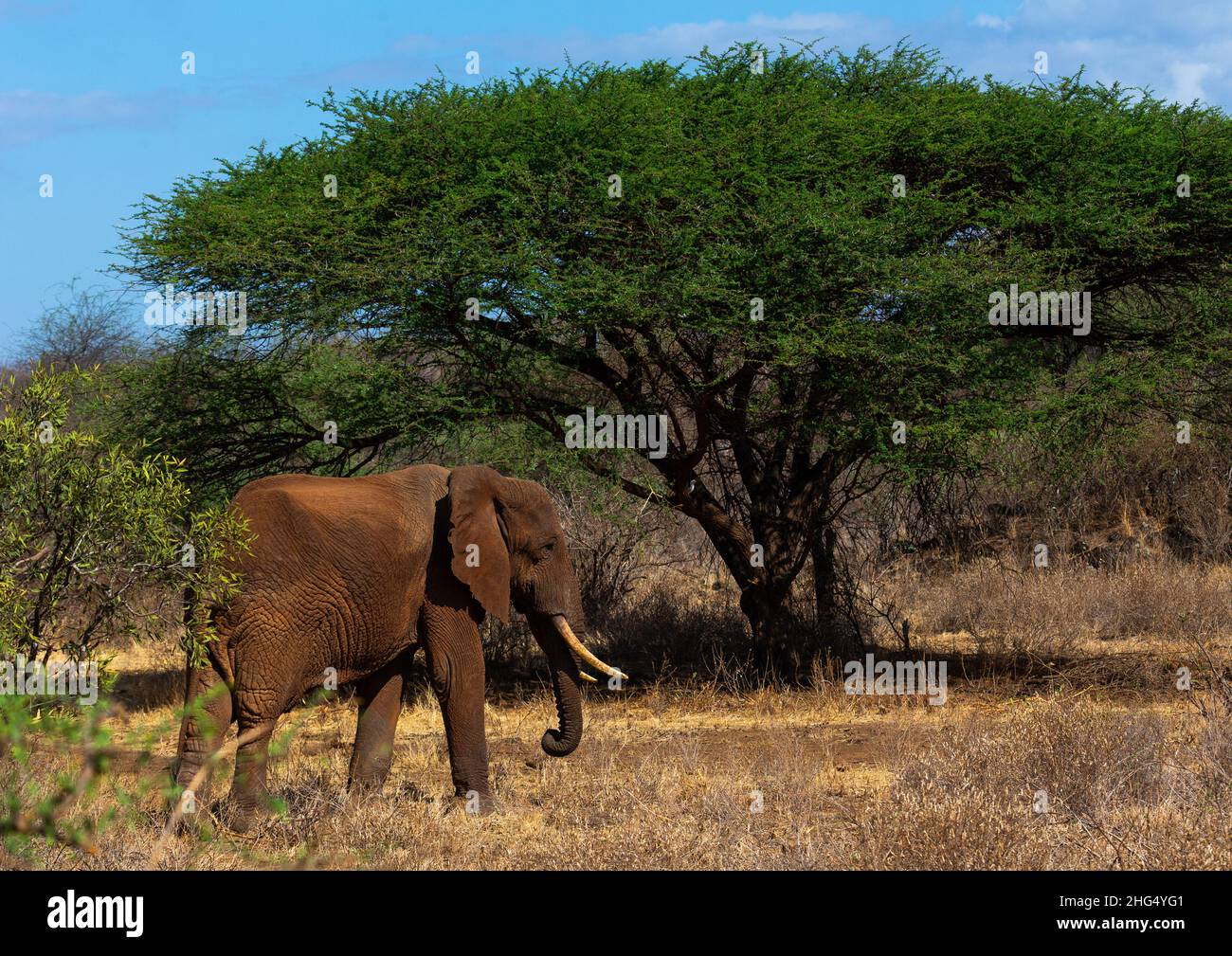 Éléphant (Loxodonta africana), province côtière, parc national de Tsavo West, Kenya Banque D'Images