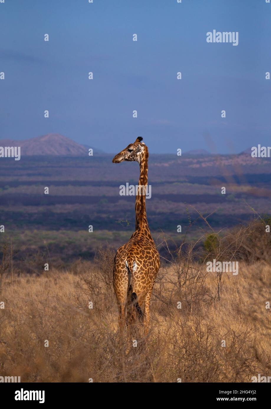 Girafe dans le Bush, province côtière, parc national de Tsavo West, Kenya Banque D'Images