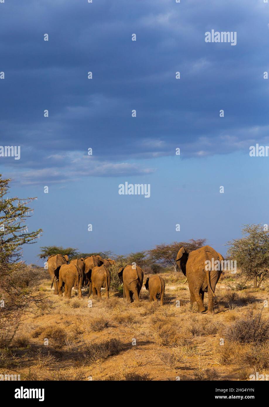 Troupeau d'éléphants (Loxodonta africana) avec bébés, comté de Samburu, réserve nationale de Samburu, Kenya Banque D'Images