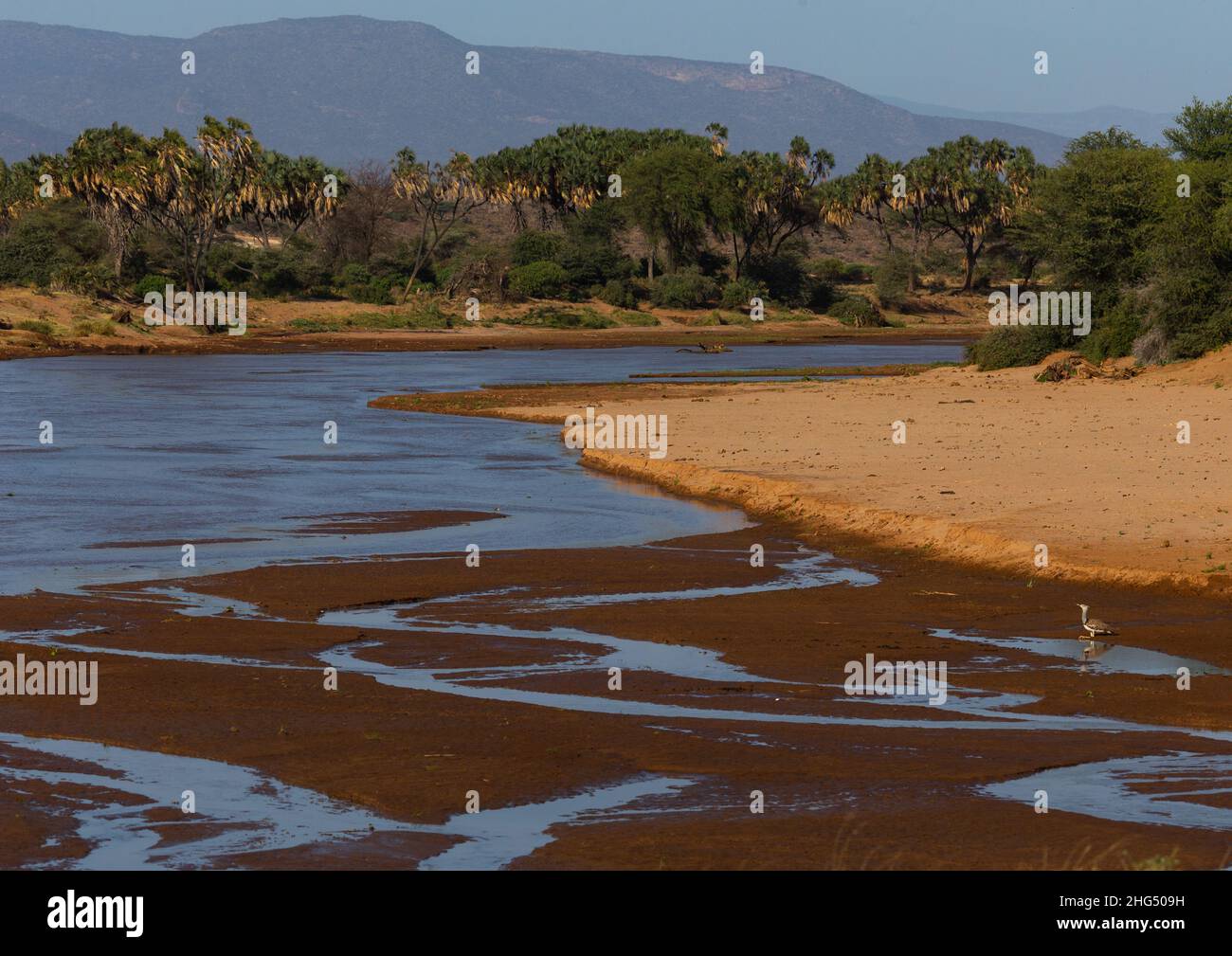 Rivière dans un paysage, comté de Samburu, réserve nationale de Samburu, Kenya Banque D'Images