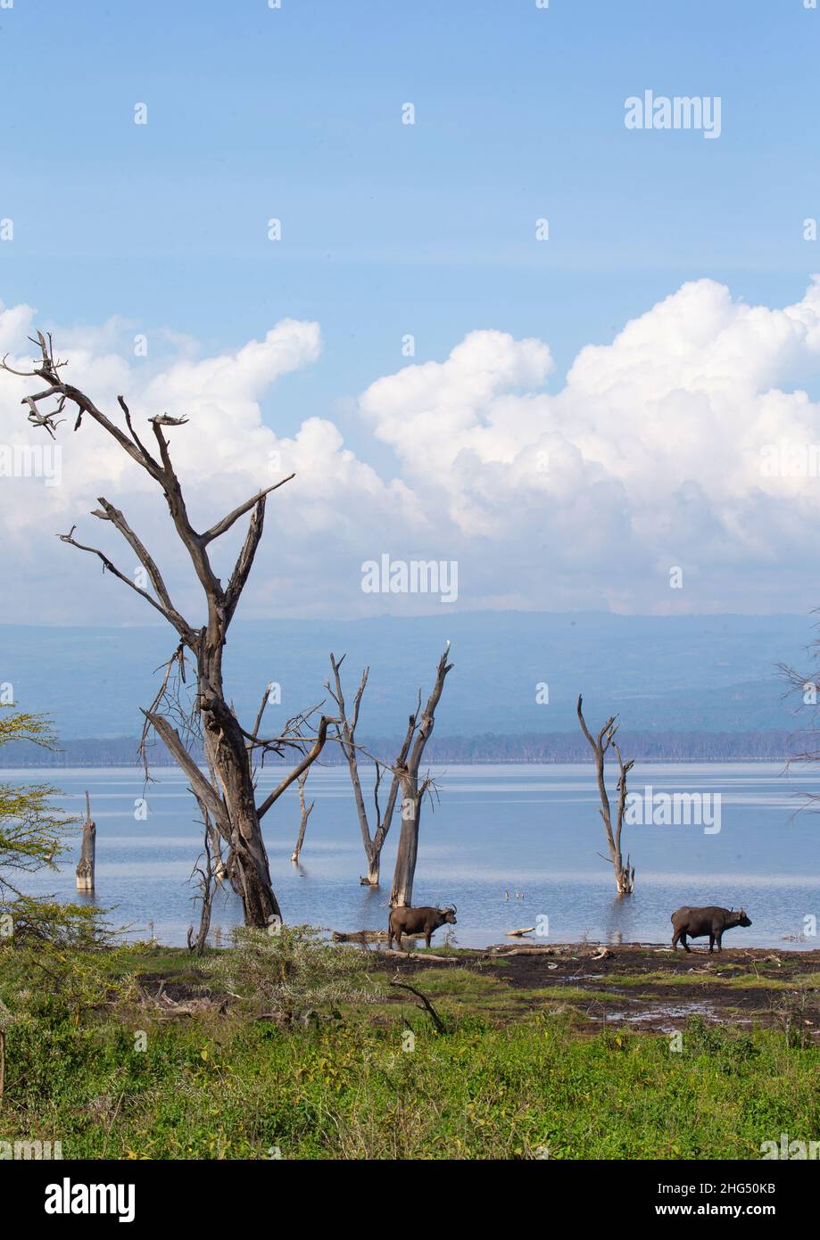 Arbres morts devant les eaux montantes d'un lac, province de Rift Valley, Nakuru, Kenya Banque D'Images