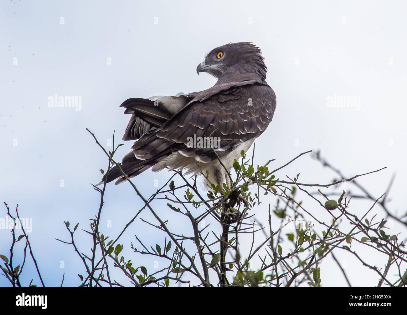 Aigle martial (Polemaetus bellicosus), province de la vallée du Rift, Maasai Mara, Kenya Banque D'Images