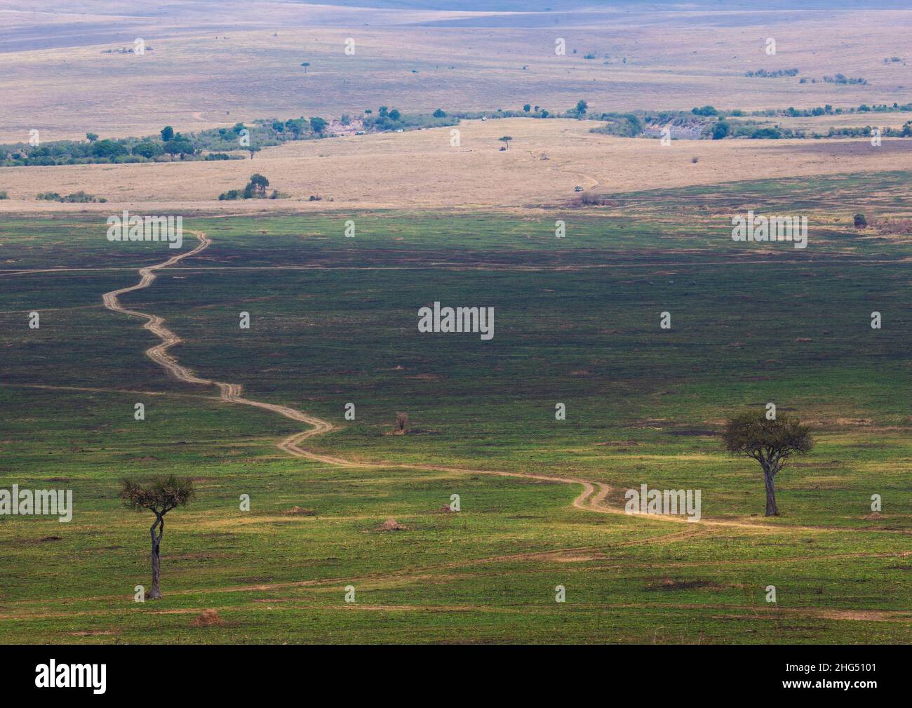 Hors route dans le parc, province de Rift Valley, Maasai Mara, Kenya Banque D'Images