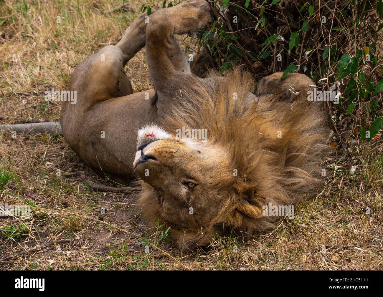 Lion roulant sur son dos, province de Rift Valley, Maasai Mara, Kenya Banque D'Images