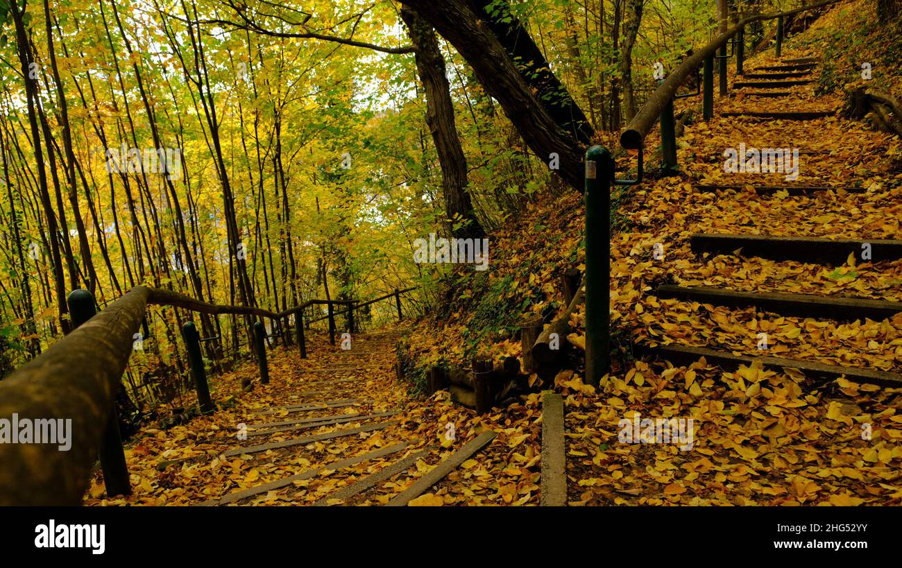 Escalier extérieur à travers la forêt, couvert par les couleurs de l'automne avec des feuilles dorées fin septembre. Banque D'Images