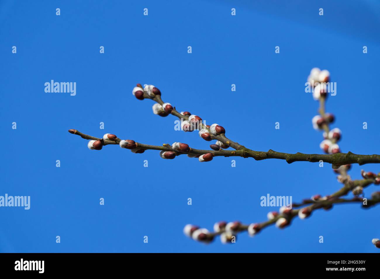 Les saules, également appelés les arceaux et les osiers, du genre Salix, sont environ 400 espèces d'arbres et d'arbustes à feuilles caduques. Banque D'Images