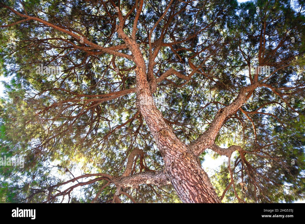 Vue de dessous jusqu'au sommet de l'immense arbre.Photo texturée d'un grand ou grand arbre ou d'un arbre haut ou haut le jour ensoleillé.Concept d'alimentation en oxygène.C'est peut-être du cèdre. Banque D'Images