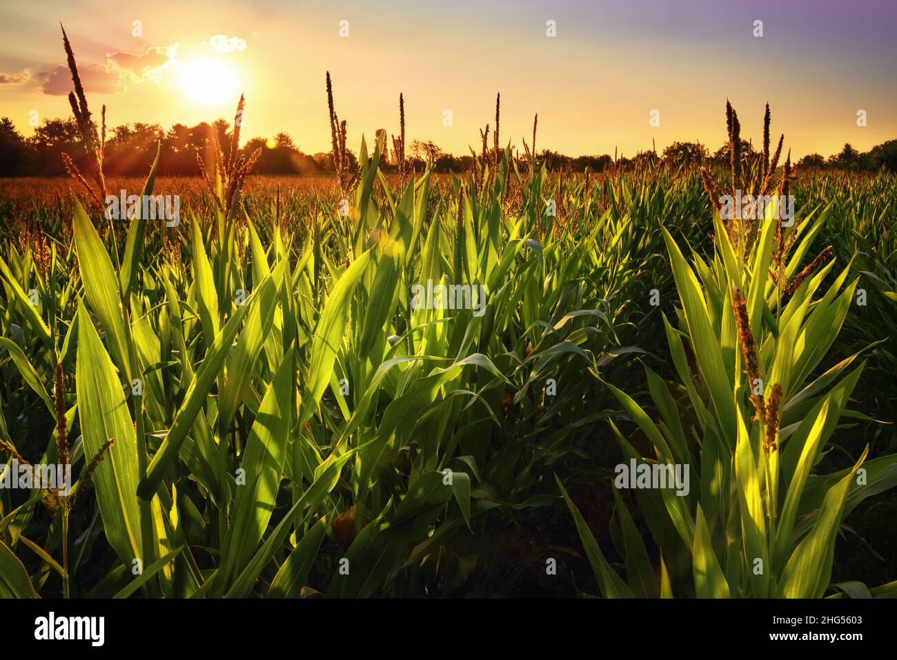 Des rangées de plants de maïs frais sur un terrain avec une belle lumière chaude de coucher de soleil et des couleurs agréables Banque D'Images