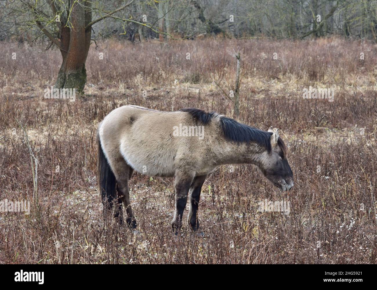 Konik broutage de chevaux sauvages dans la réserve naturelle des zones humides près de Marchegg, en Autriche Banque D'Images