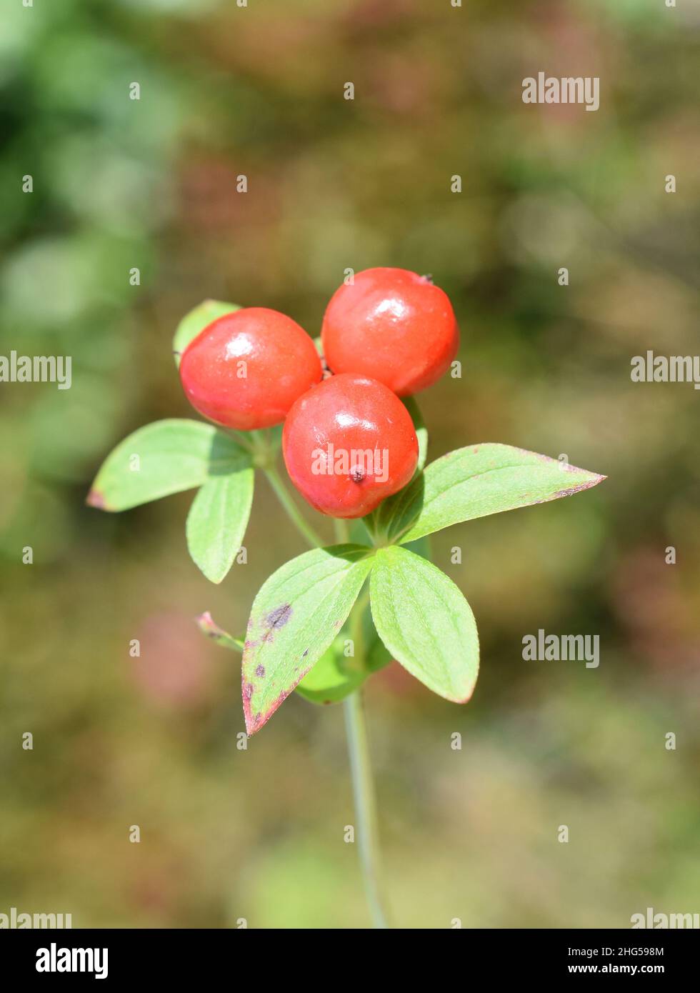 Fruits rouges sur un nain cornel plant Cornus suecica Banque D'Images