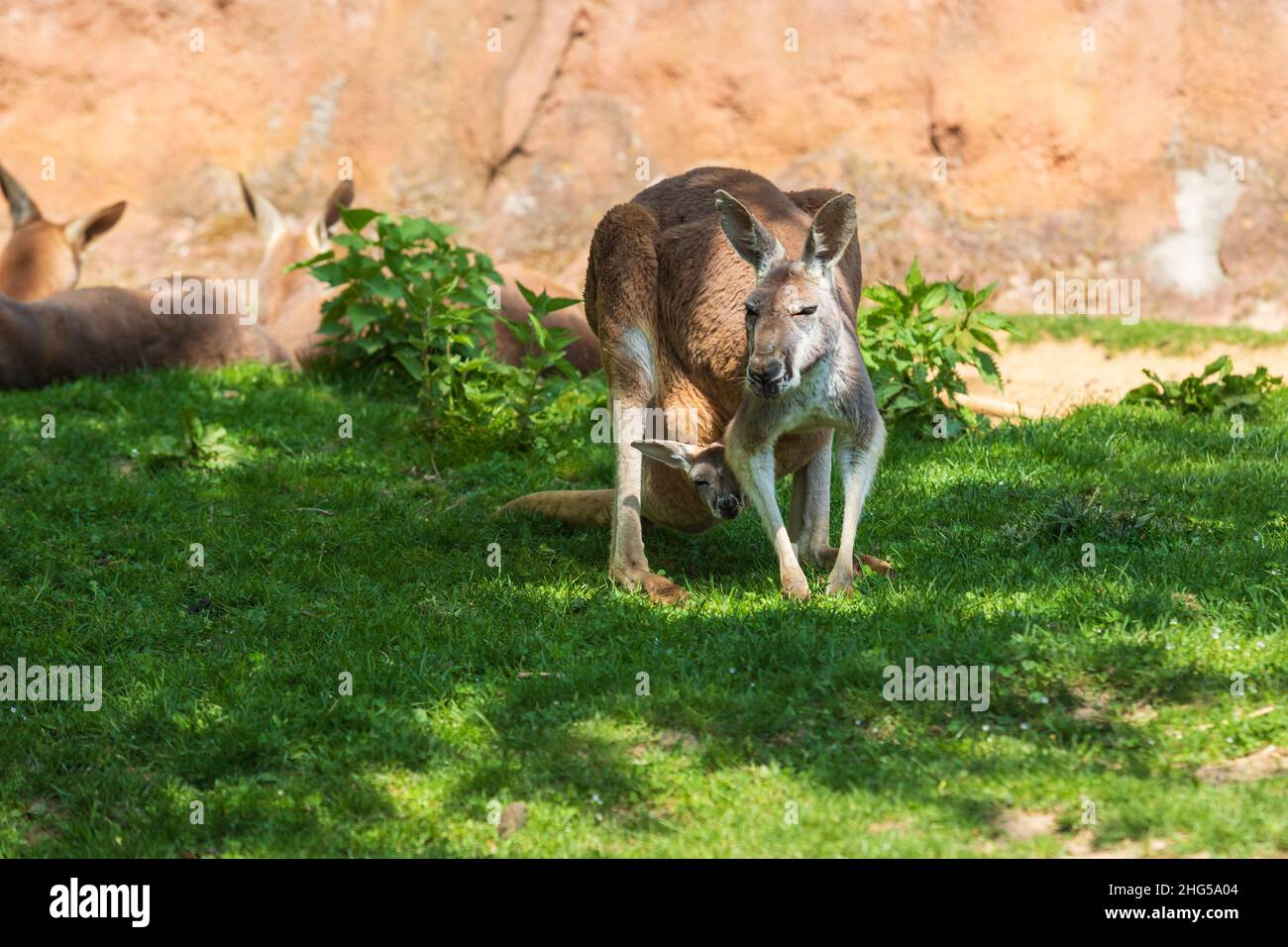 Kangourou - Macropodidae sur de l'herbe verte devant un mur brun.Le kangourou a un cub dans sa poche. Banque D'Images