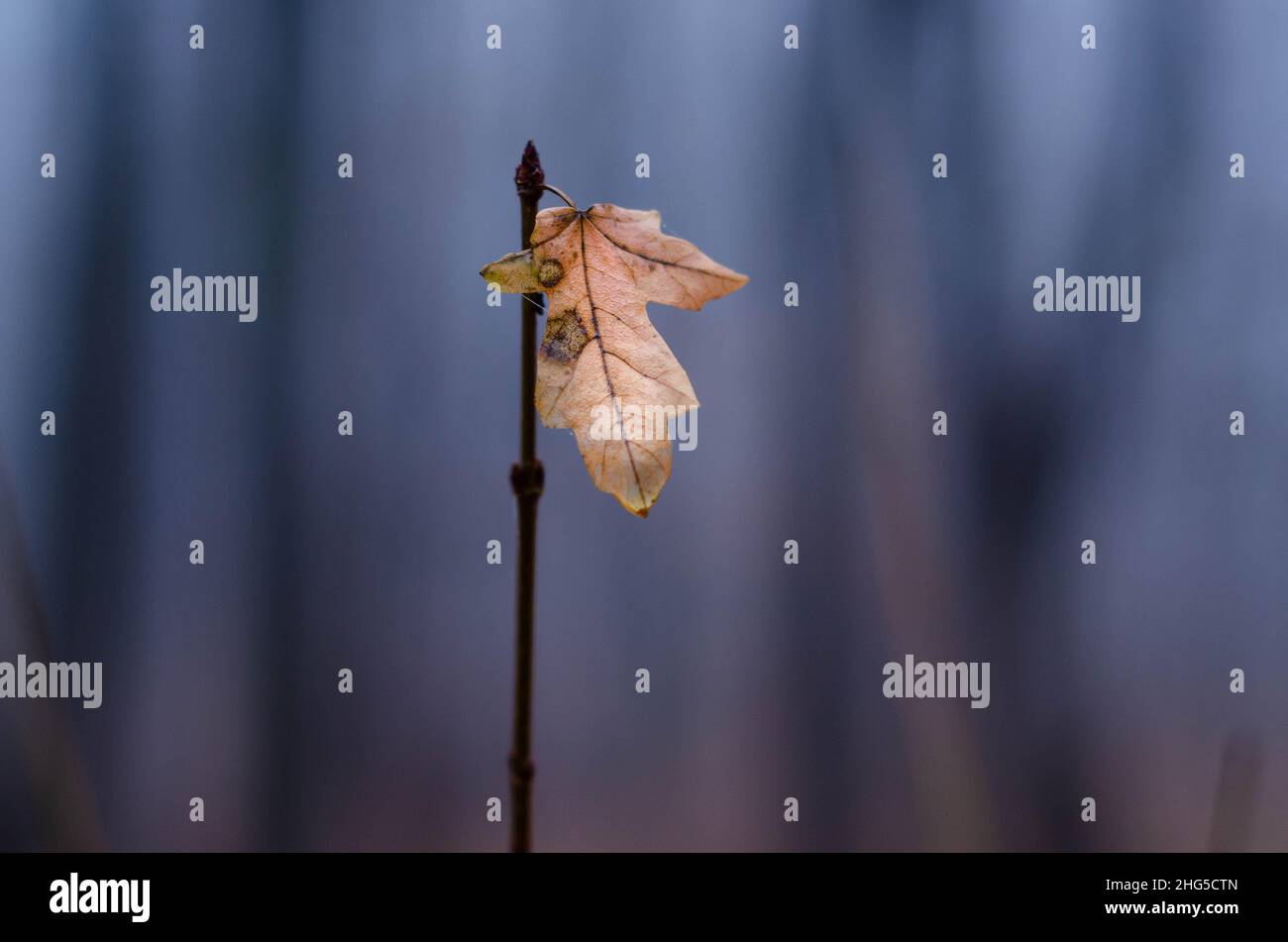 feuille flétrisée isolée du fond avec brouillard dans la forêt Banque D'Images