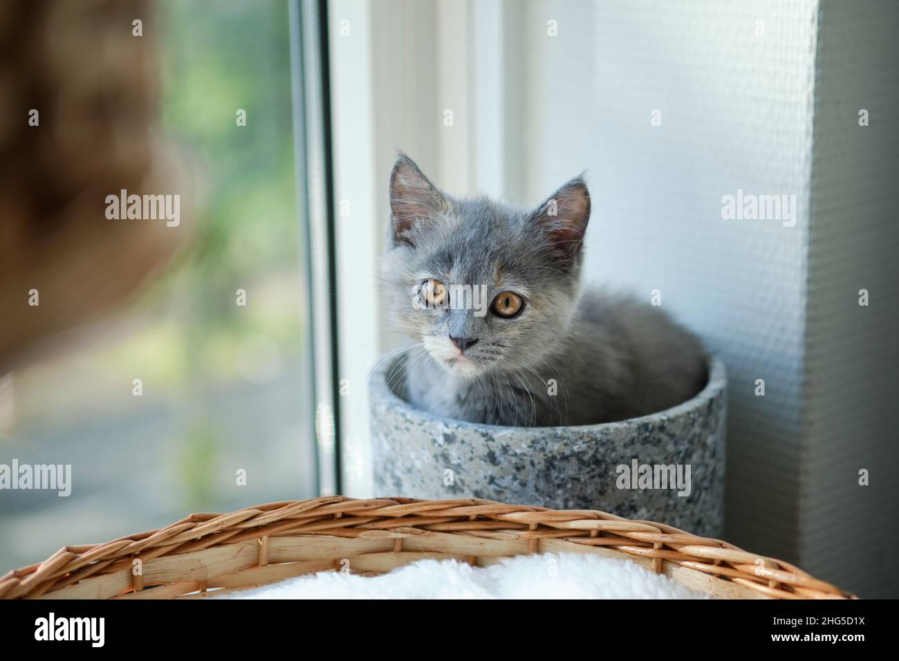 Portrait D Un Chaton Gris A Poil Court Assis Dans Un Pot En Ceramique Sur Un Rebord Ensoleille De La Fenetre Et Regardant L Appareil Photo Photo Stock Alamy
