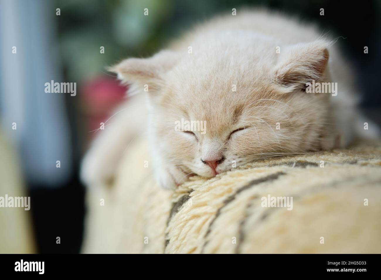 Gros plan d'un petit chat britannique Shorthair fatigué qui se nait sur un canapé Banque D'Images