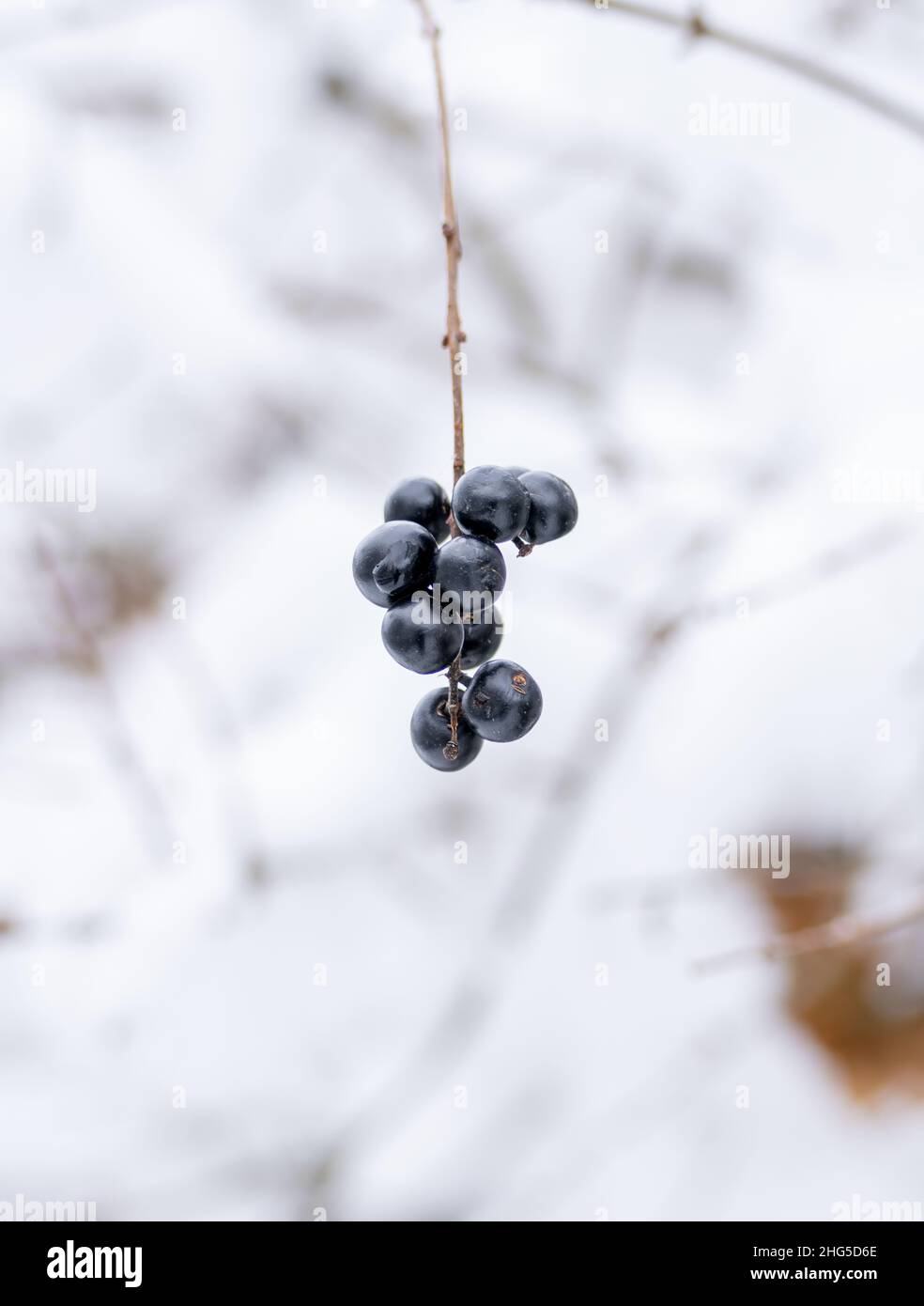 fruits en hiver Banque D'Images