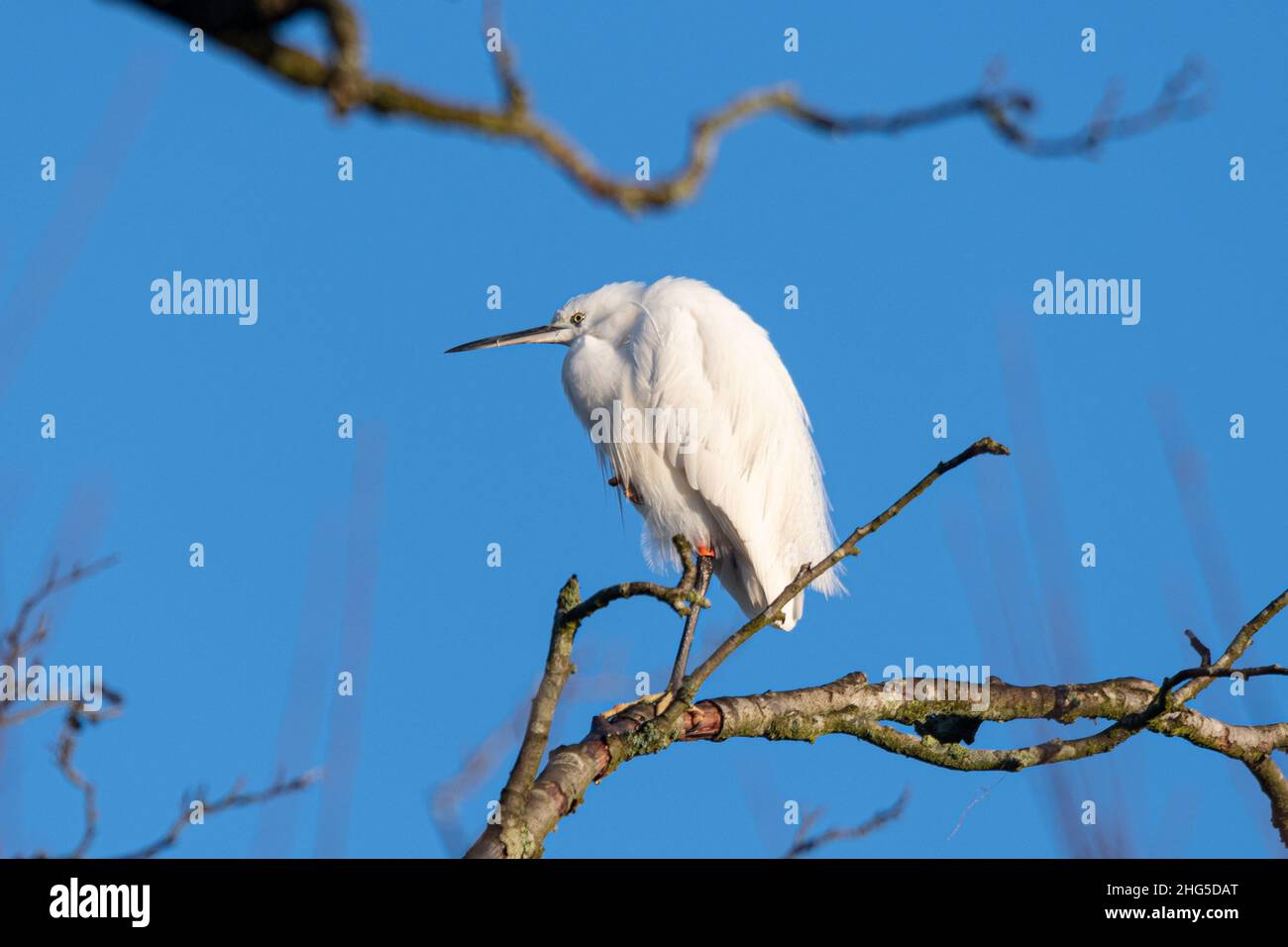 Petit oiseau d'aigretta garzetta perché dans un arbre contre un ciel bleu pendant l'hiver ou janvier, Royaume-Uni Banque D'Images Petit oiseau d'aigretta garzetta perché dans un arbre contre un ciel bleu pendant l'hiver ou janvier, Royaume-Uni Banque D'Images