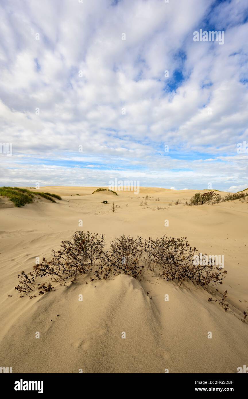 Dunes de sable mouvantes de Råbjerg Mile, Danemark, couvrant les arbres avec seulement les sommets d'arbres encore visibles Banque D'Images