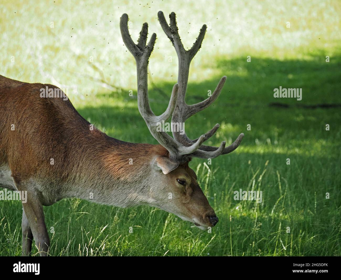Cerf rouge royal (Cervus elaphus) avec des bois de 12 points broutant dans le cadre d'un grand troupeau sur la propriété de Perthshire, en Écosse, au Royaume-Uni Banque D'Images