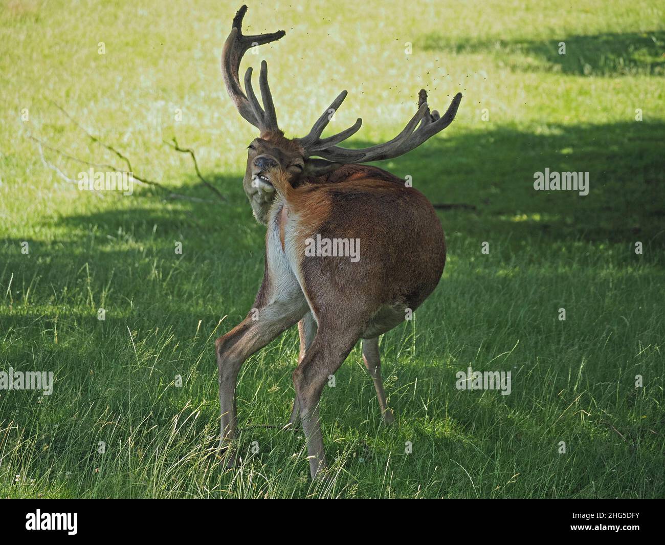 Cerf rouge royal (Cervus elaphus) avec des bois de 12 points broutant dans le cadre d'un grand troupeau sur la propriété de Perthshire, en Écosse, au Royaume-Uni Banque D'Images