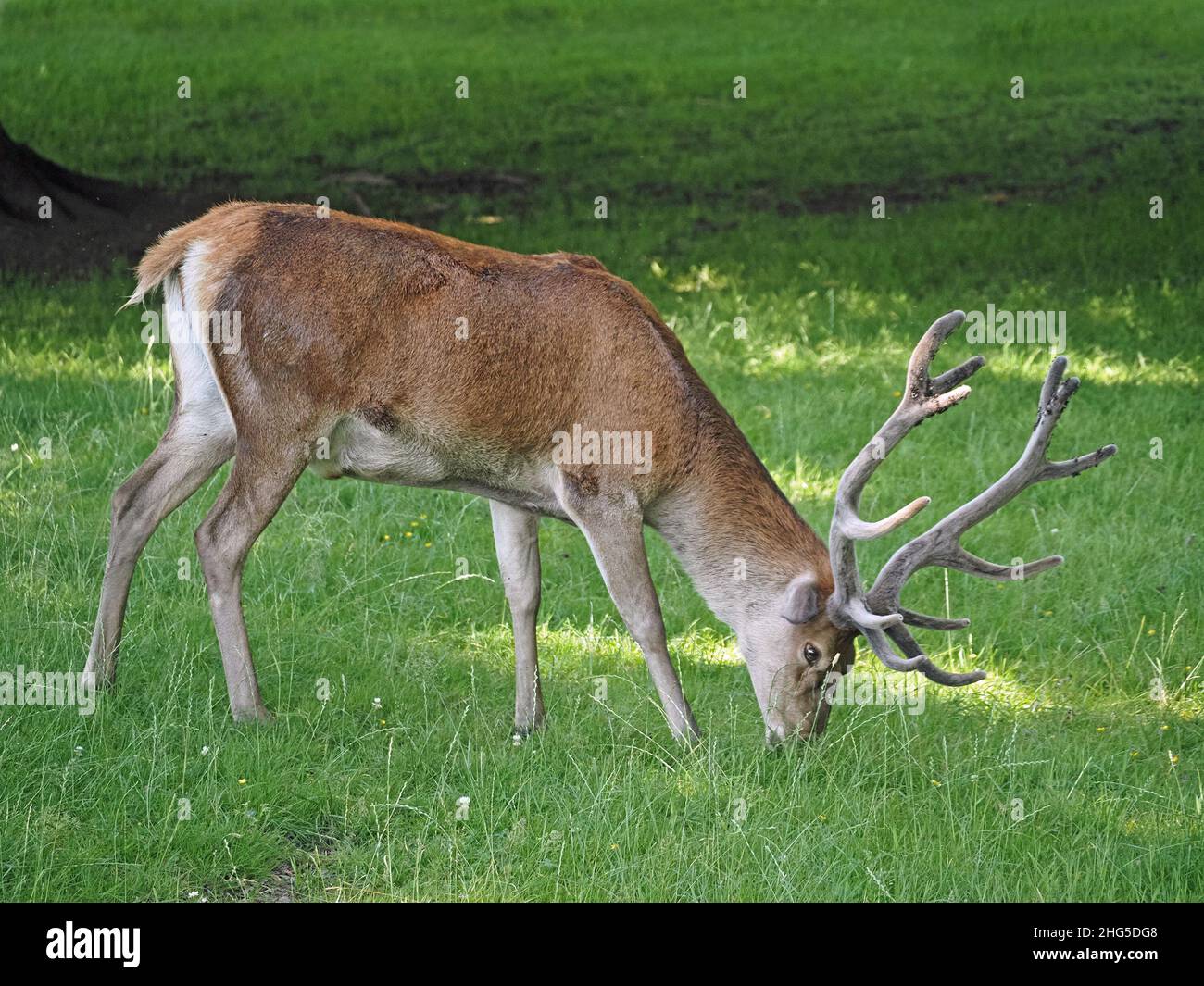 Cerf rouge royal (Cervus elaphus) avec des bois de 12 points broutant dans le cadre d'un grand troupeau sur la propriété de Perthshire, en Écosse, au Royaume-Uni Banque D'Images