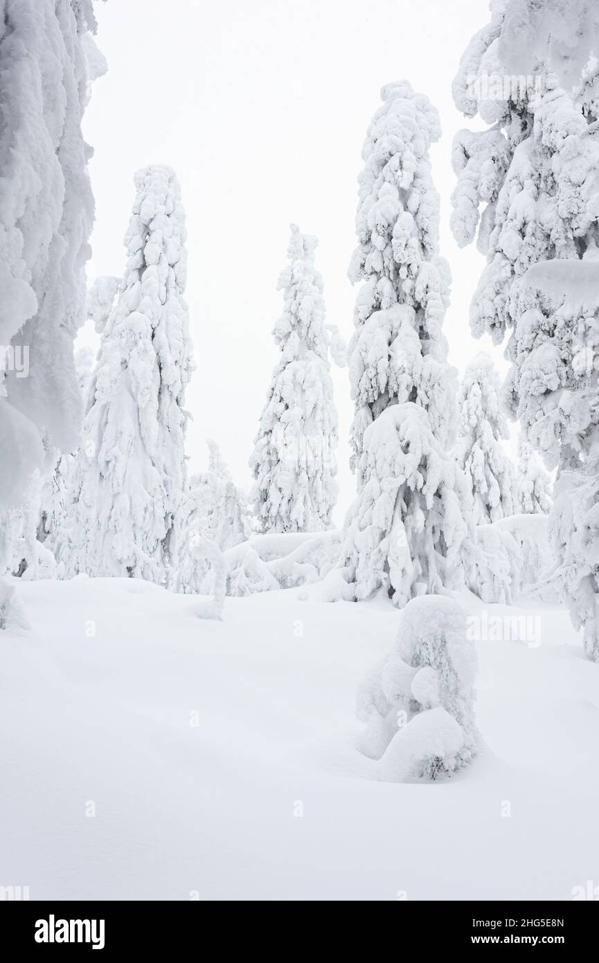 La neige et le givre ont couvert l'arbre forestier en hiver.Parc national de Koli, Finlande. Banque D'Images