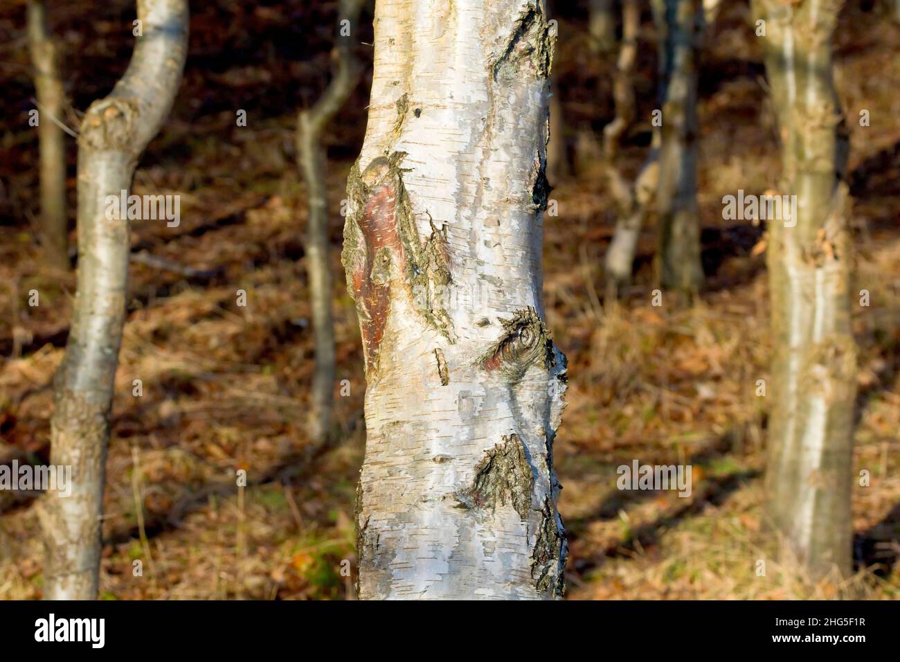 Bouleau argenté (betula pendula), gros plan de la partie inférieure d'un jeune arbre montrant le détail de l'écorce blanche ou argentée. Banque D'Images