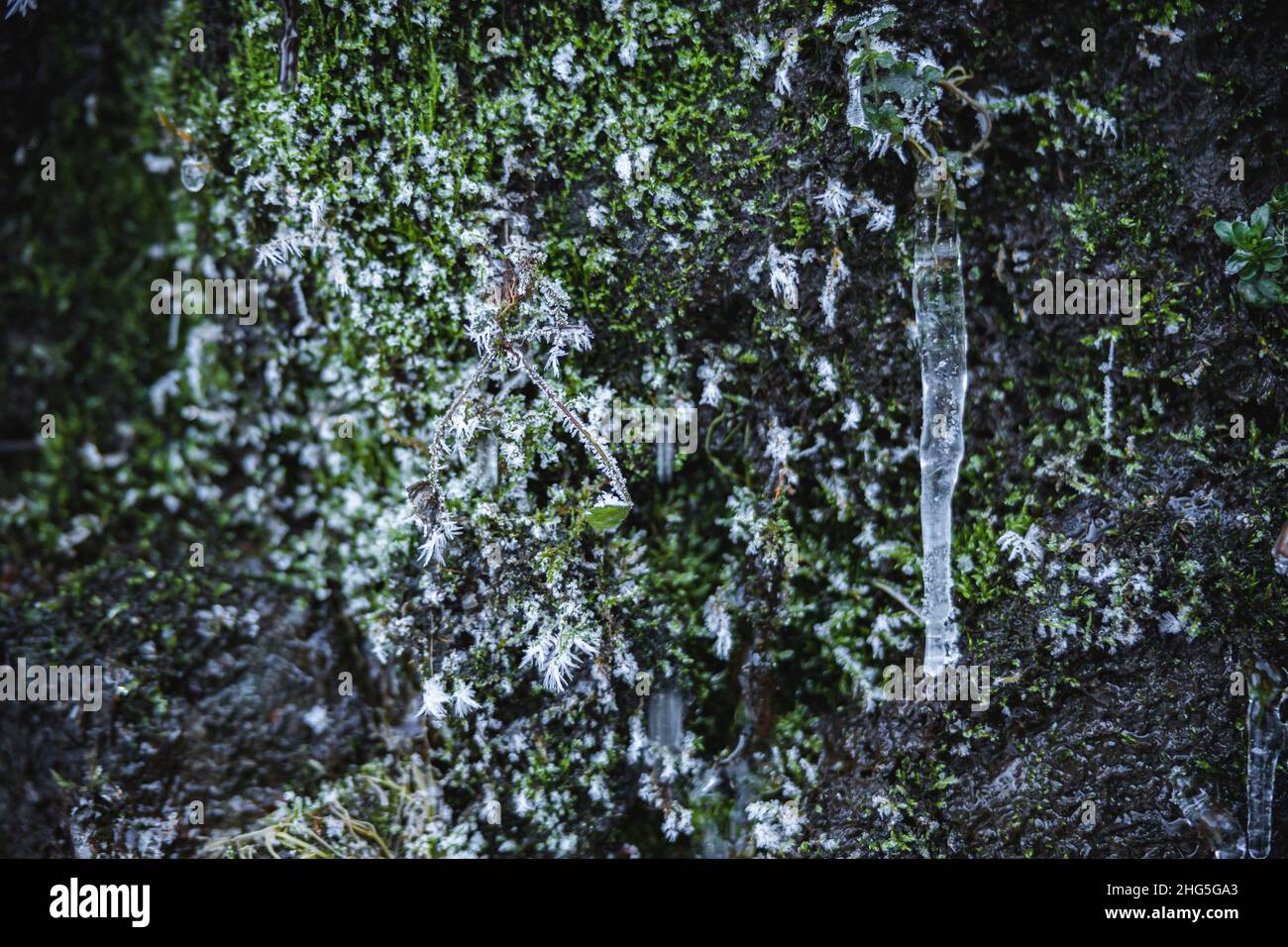 Gros plan sur des glaces de rivière naturelles sur des roches en pierre.Mousse verte recouvrant les rochers.Rivière gelée en circulation.Photo de haute qualité Banque D'Images