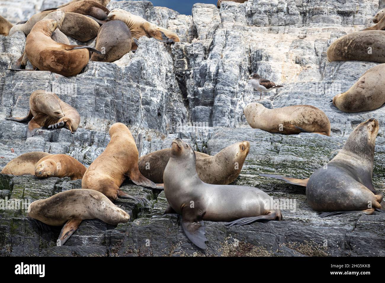 Des lions de mer d'Amérique du Sud, Otaria flavescens, femelles adultes, ont été transportées sur un petit îlot près d'Ushuaia, en Argentine. Banque D'Images