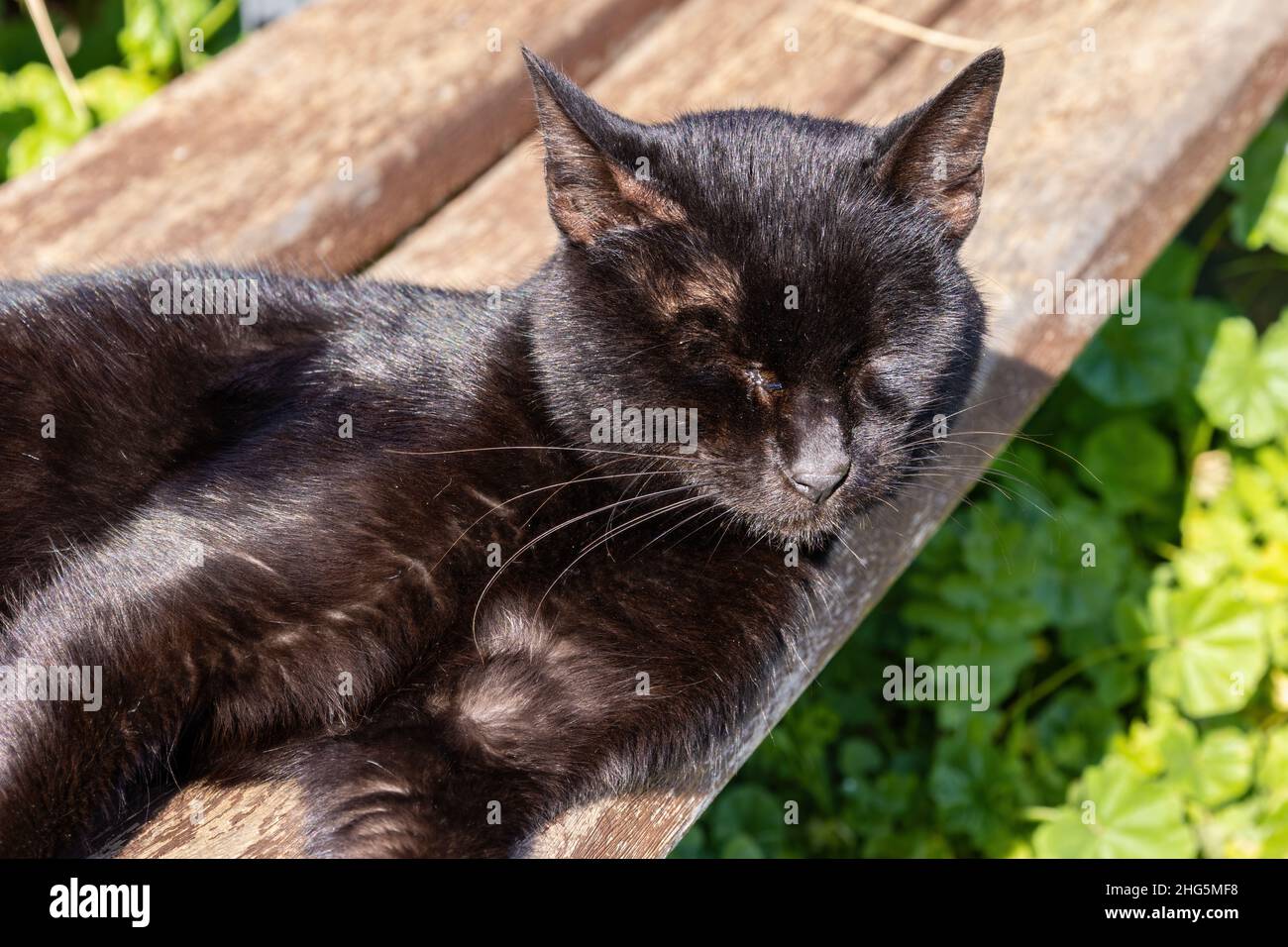 Un chat noir errant se détendre et bronzer sur un banc public Banque D'Images