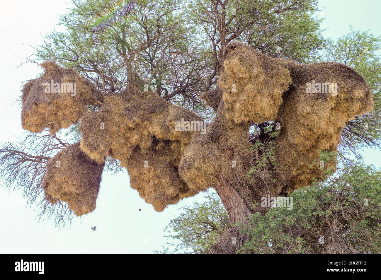 Grand Weaver sociable nichent dans le Kgalagadi Banque D'Images