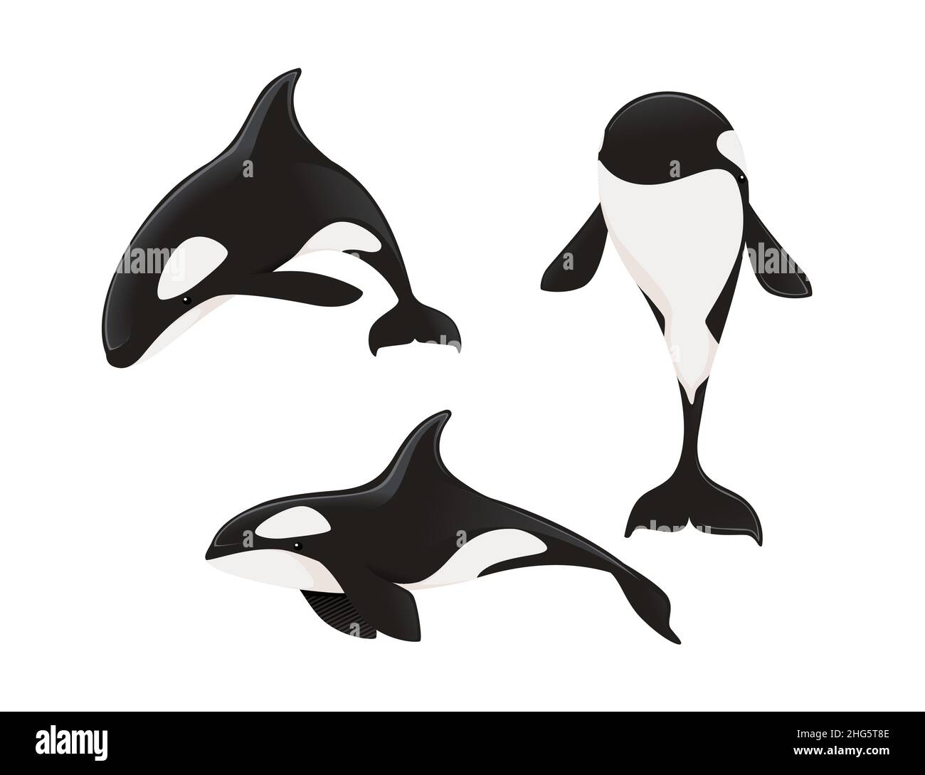Ensemble de baleine de Killer (Orcinus orca) dessin d'animaux dessin océan mammifère orque illustration vectorielle plate isolée sur fond blanc Illustration de Vecteur
