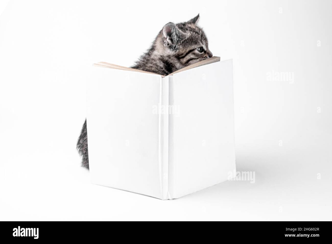 Drôle petit chaton avec ridding livre sur fond blanc. Avec espace de copie. Banque D'Images