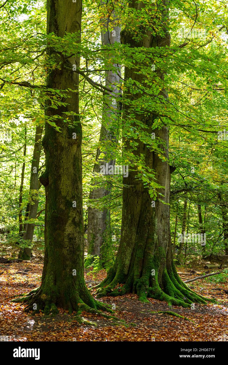 Troncs de deux vieux hêtres puissants dans la forêt ancienne “Urwald Sababurg”, Reinhardswald, Hesse, Allemagne Banque D'Images