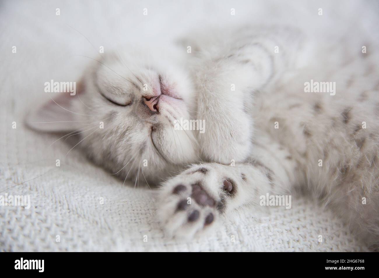 Joli tabby écossais cheveux courts chatte argent.Les chatons rêvants dorment sur un lit sous une couverture blanche et chaude.Les animaux de compagnie dorment dans une maison confortable.Toile de la vue de dessus vers le bas Banque D'Images