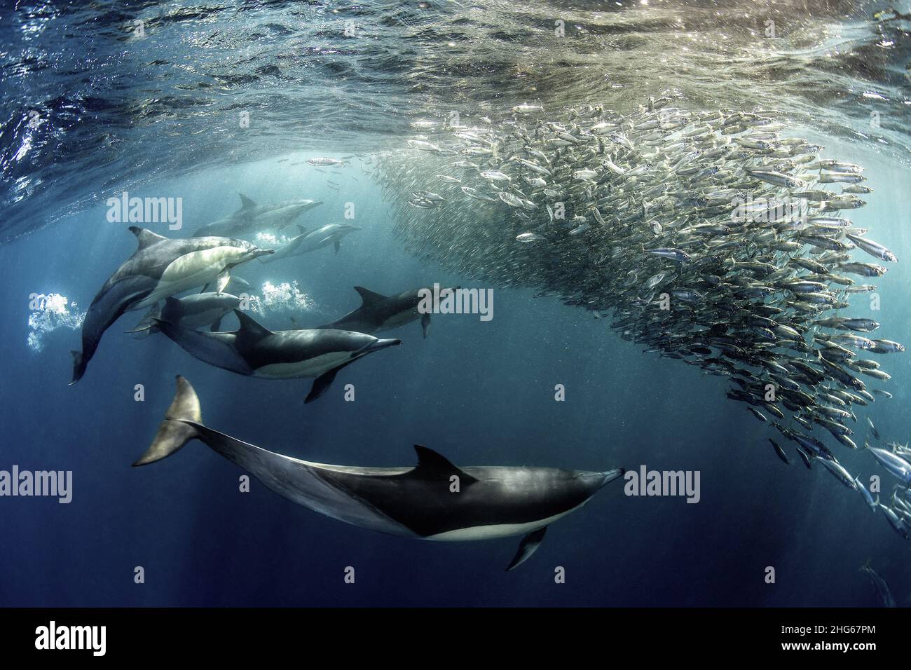 Un groupe de dauphins (Delphinus delphis) crée un réseau de bulles d'air pour piéger un petit groupe de sardines avant de lancer l'attaque.Photo prise dur Banque D'Images