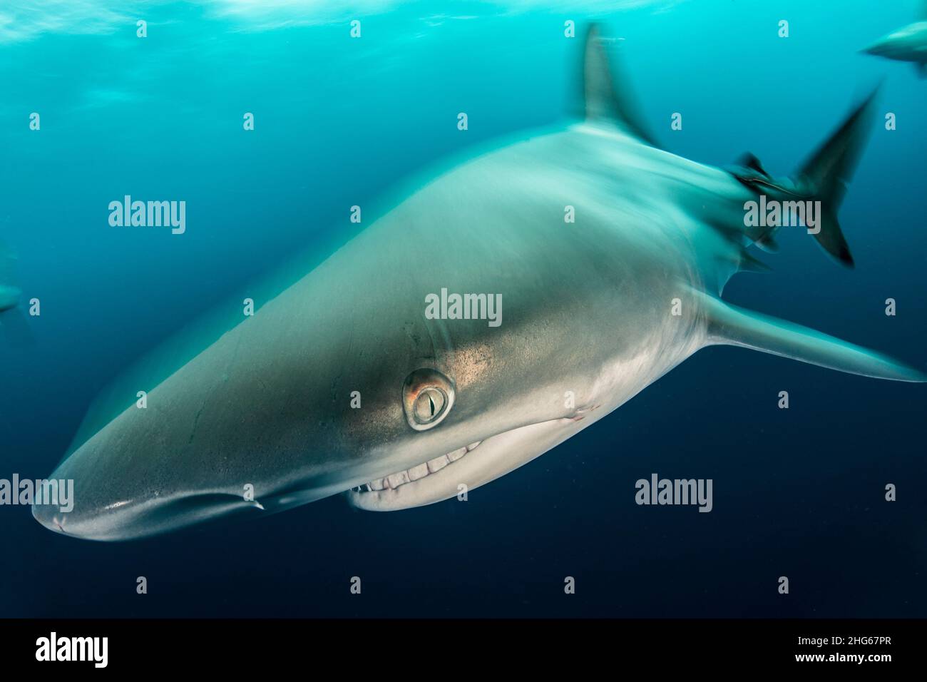 Un requin à pointe noire (Carcharhinus limbatus) naine au large du récif rocheux d'Aliwal Shoal, en Afrique du Sud Banque D'Images