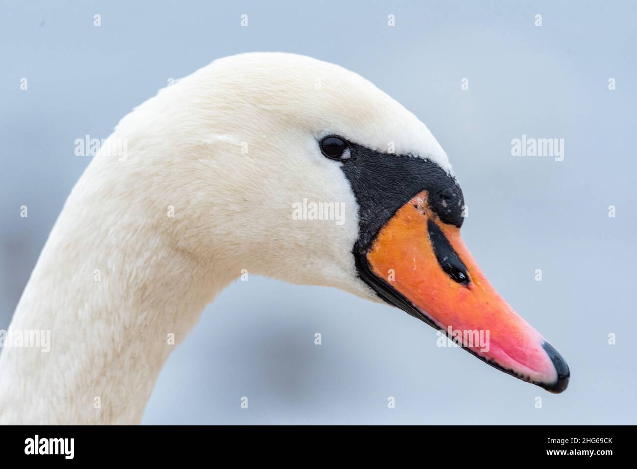 Portrait d'un cygne.Gros plan de la tête avec bec.Les plumes blanches et le bec orange de ce magnifique oiseau. Banque D'Images
