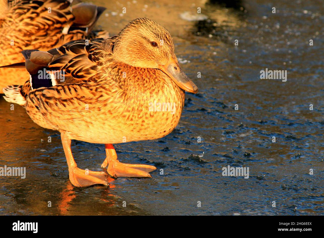 La grande race de canard jaune se dresse en hiver sur la glace d'un lac gelé.Canard de viande en hiver, élevage, chasse , Anas platyrhynchos, Banque D'Images