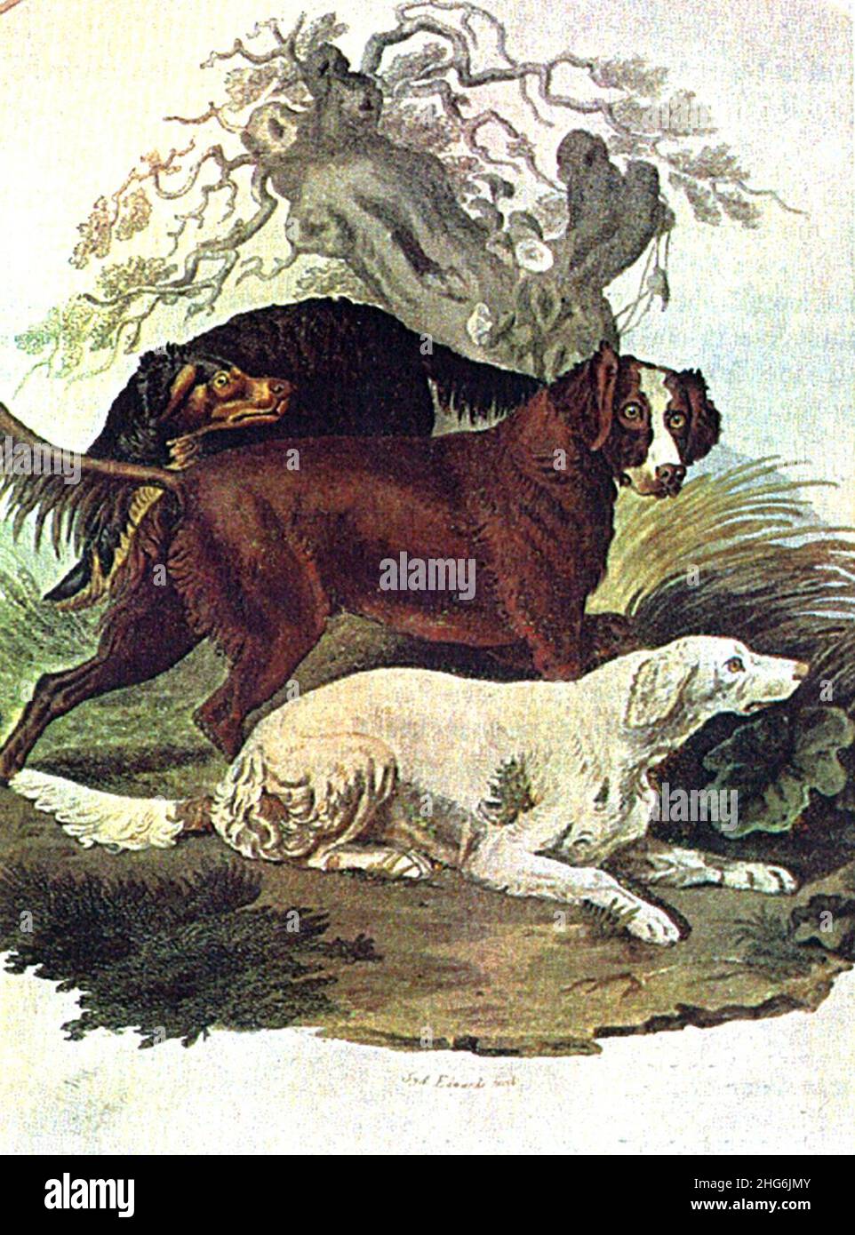 Dispositif de réglage (Sydenham Edwards). Banque D'Images