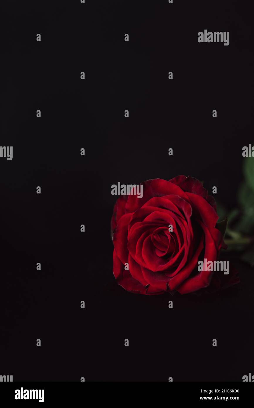 Une seule rose rouge profond sur un arrière-plan noir avec espace de copie.Moody – Lay plat à motif fleuri.Rose rouge spectaculaire pour la Saint-Valentin. Banque D'Images