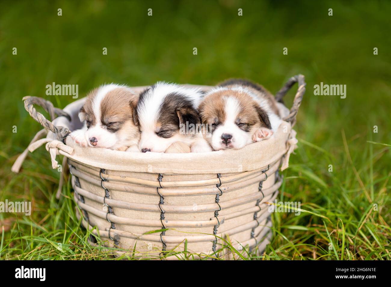 Trois petits chiots dormants de corgi gallois pembroke race chien dans le panier dans la nature Banque D'Images