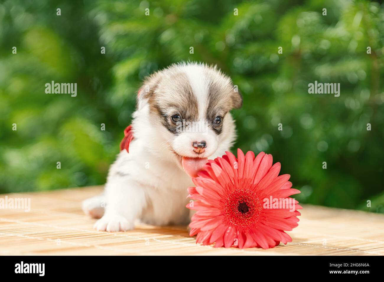 Drôle petit chiot de pembroke gallois chien de race corgi couché à l'extérieur près de fleur rose Banque D'Images