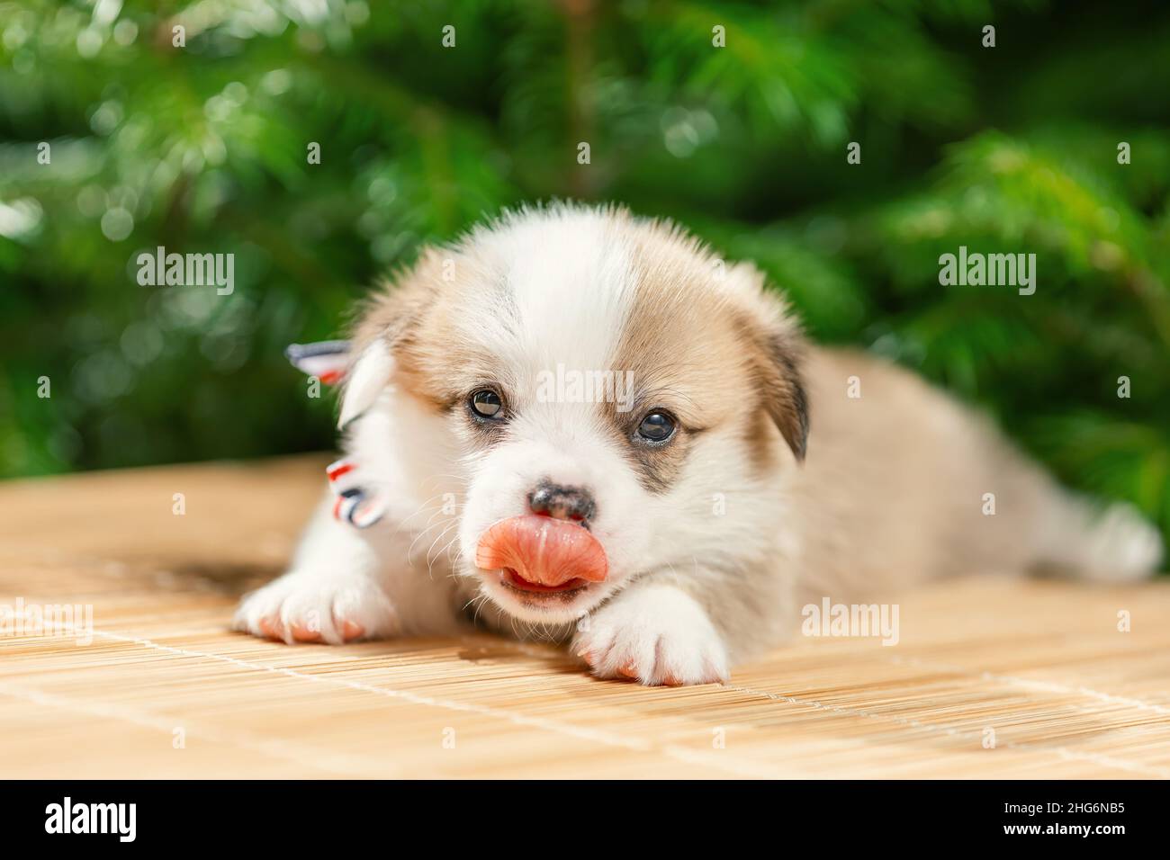 Mignon petit chiot de gallois corgi pembroke chien race avec la langue dehors couché à l'extérieur Banque D'Images