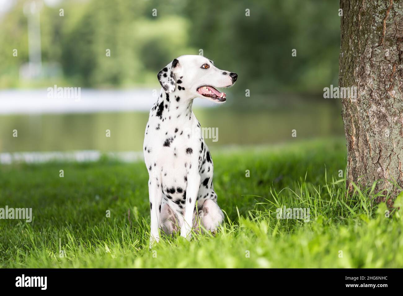 Portrait d'un adorable chien dalmate avec des taches noires dans la nature.Animal de compagnie dalmatien de race souriante du film dalmatien de 101 assis sur l'herbe verte dans la forêt ou Banque D'Images