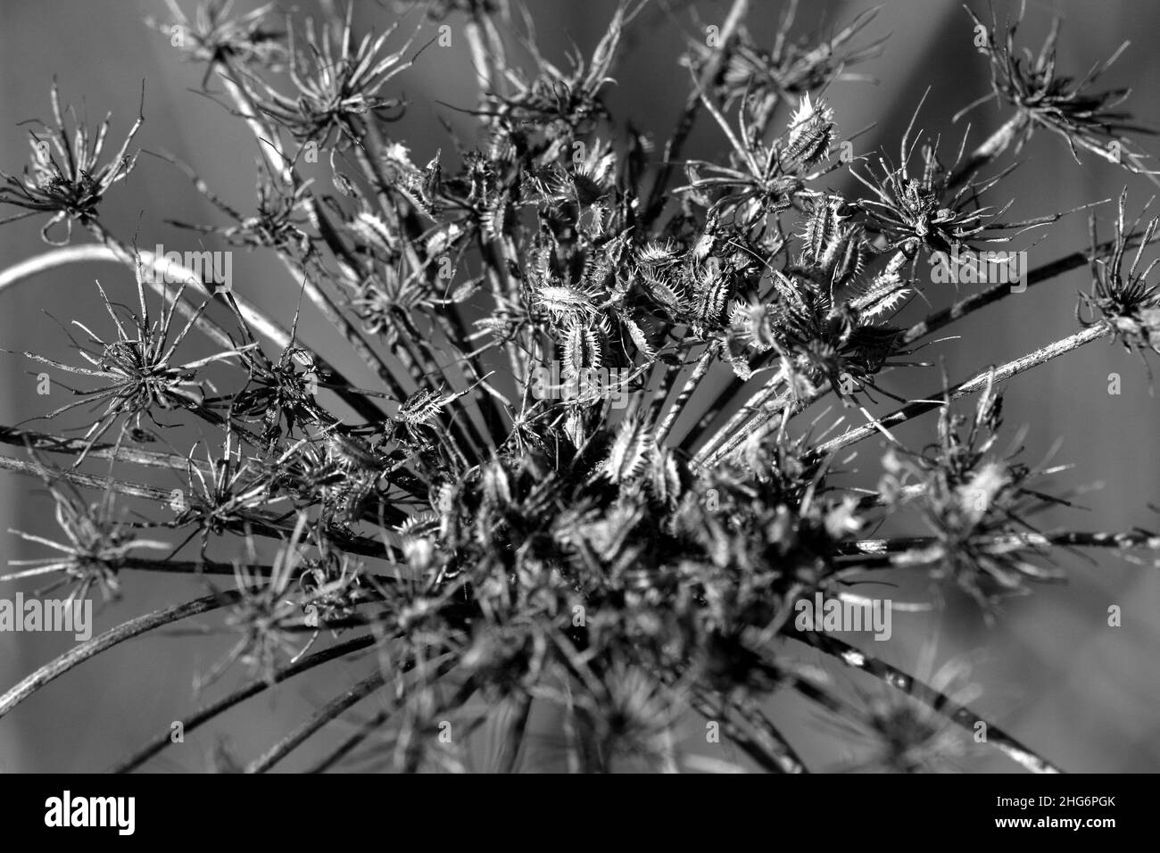 Gros plan noir et blanc de la vie complexe des plantes Banque D'Images