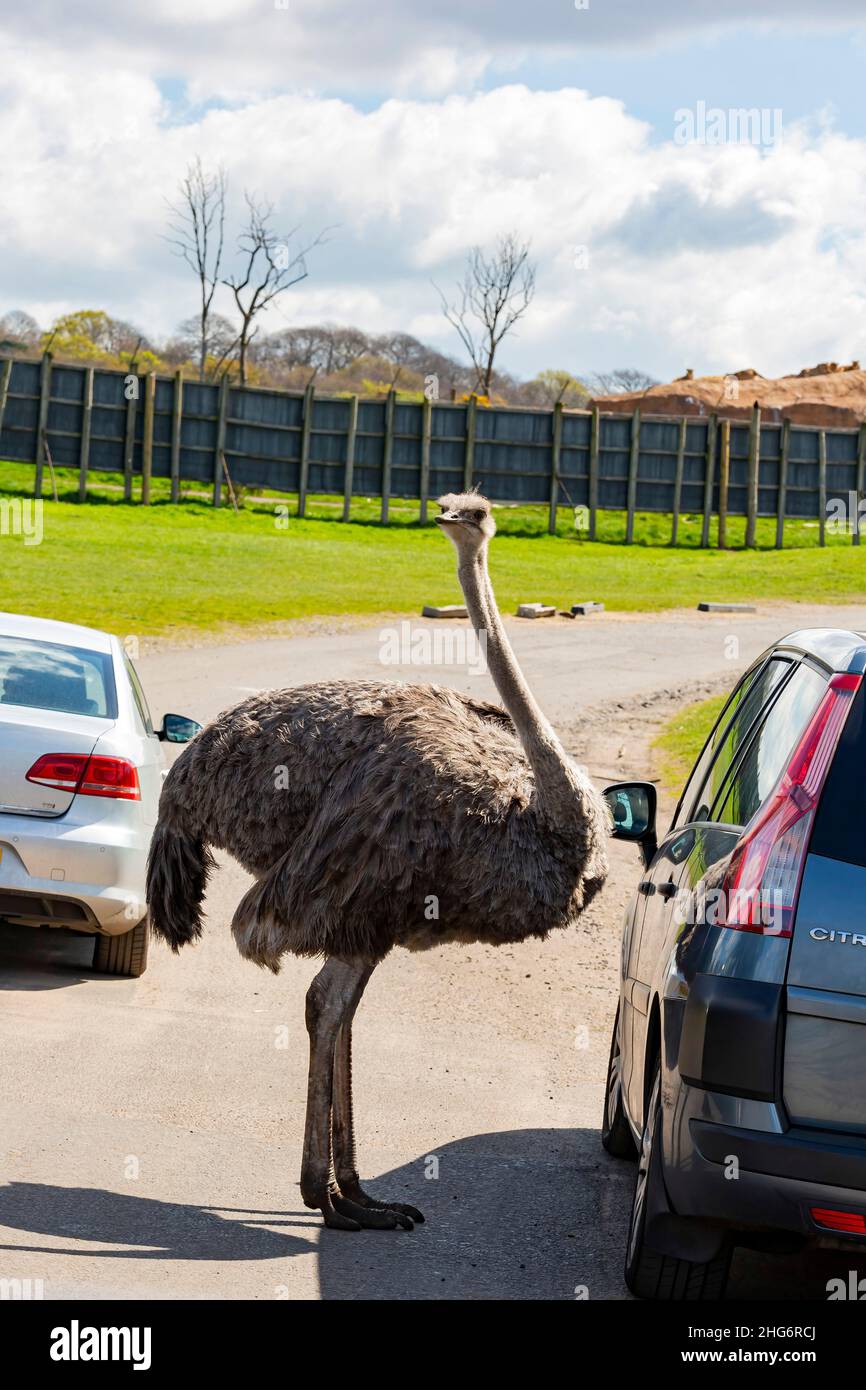 Spring Grove, APR 23 2016 - Ostrich marchant dans le magnifique parc West Midland Safari Park Banque D'Images