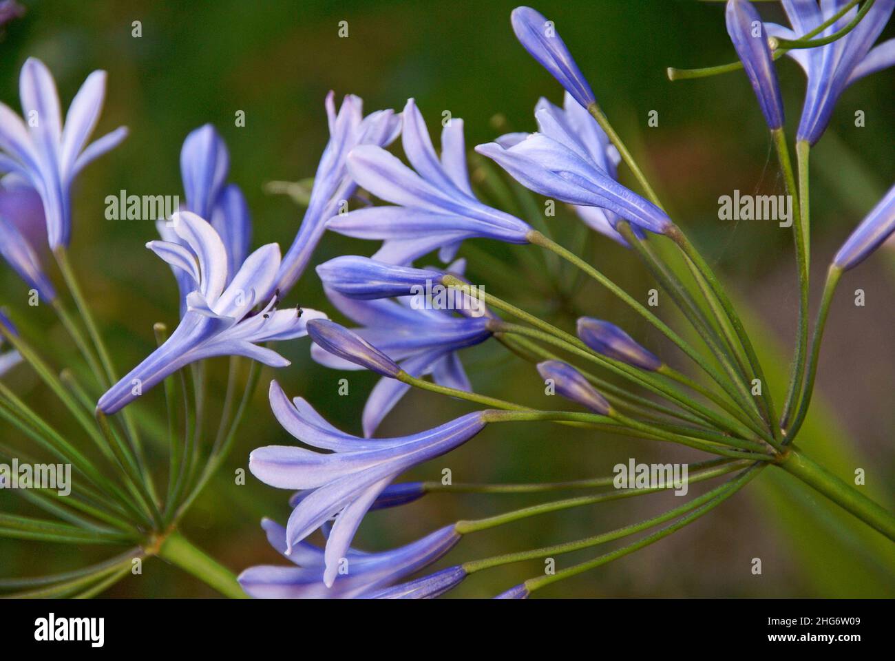 Lily bleue africaine, agapanthus praecox.Lily du Nil, gros plan Banque D'Images