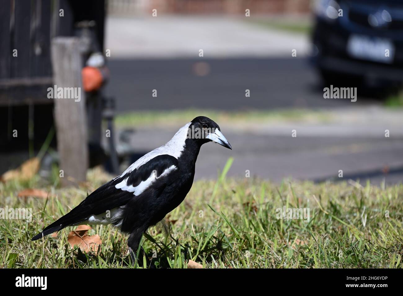 Magpie australienne explorant une partie de pelouse dans une cour avant pendant une journée d'été, avec robinet, allée, rue et voiture en arrière-plan Banque D'Images